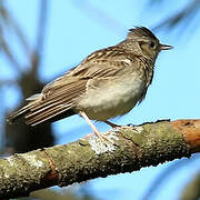 Eurasian Skylark