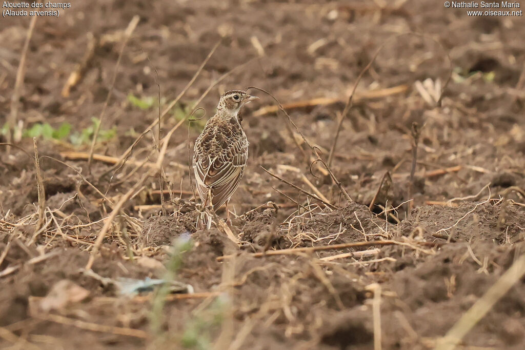 Eurasian Skylark juvenile, habitat, pigmentation