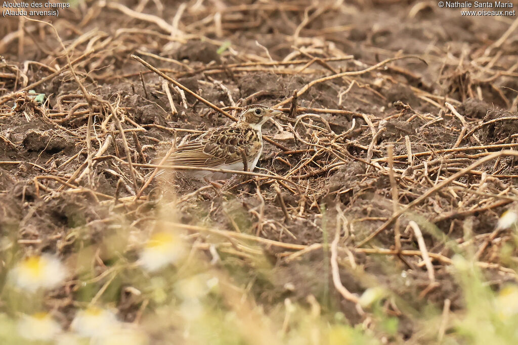 Alouette des champs adulte, habitat, camouflage