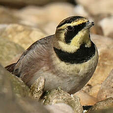 Alouette haussecol