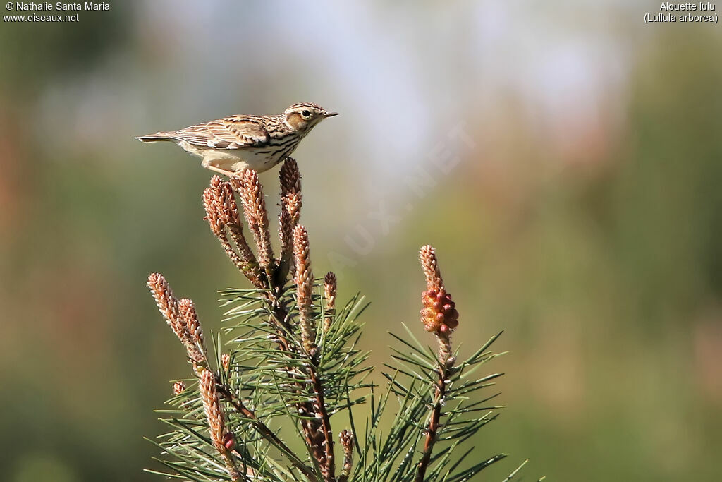 Woodlarkadult, identification