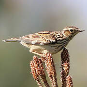 Woodlark