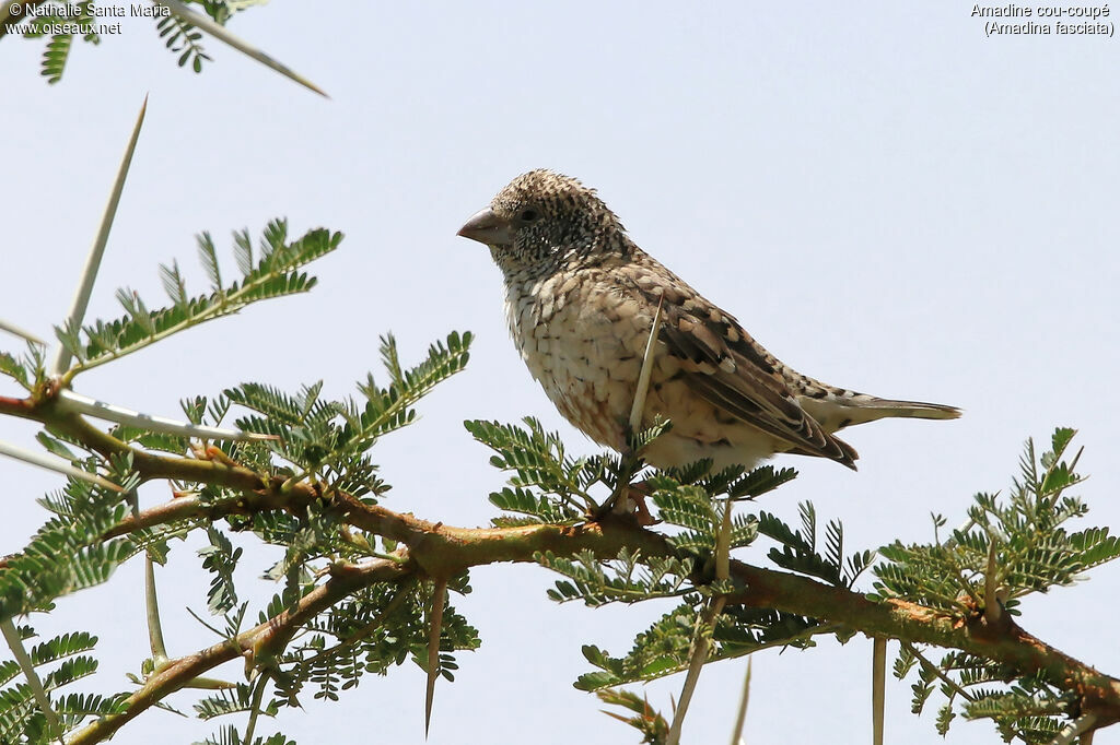 Cut-throat Finch female adult, identification, habitat