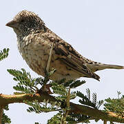 Cut-throat Finch