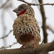 Cut-throat Finch