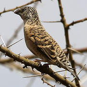 Cut-throat Finch