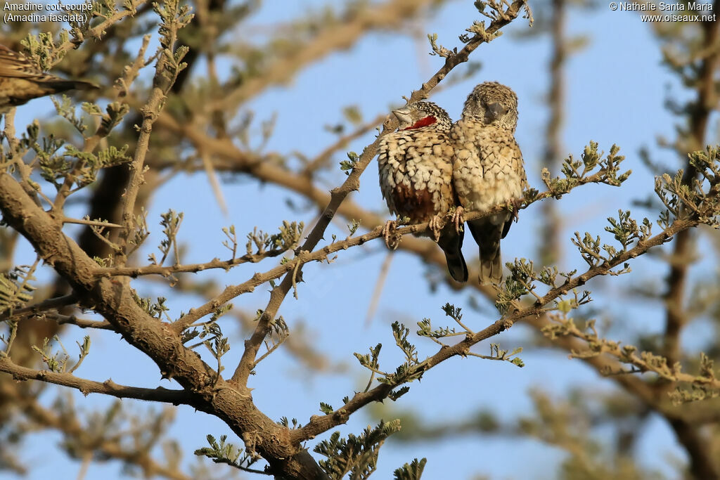 Amadine cou-coupéadulte nuptial, habitat
