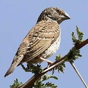 Cut-throat Finch