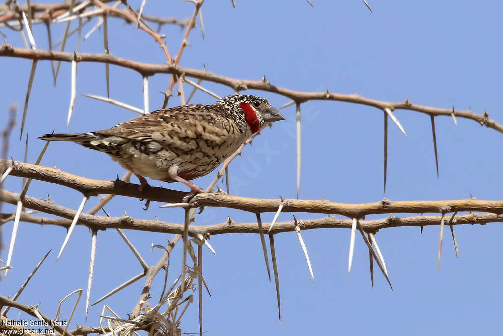 Cut-throat Finch male adult breeding, identification