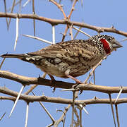 Cut-throat Finch