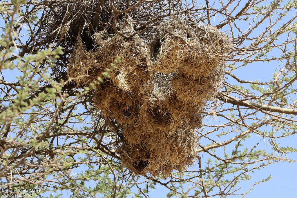 Cut-throat Finch, Reproduction-nesting, colonial reprod.