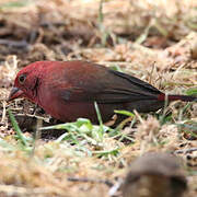 Red-billed Firefinch