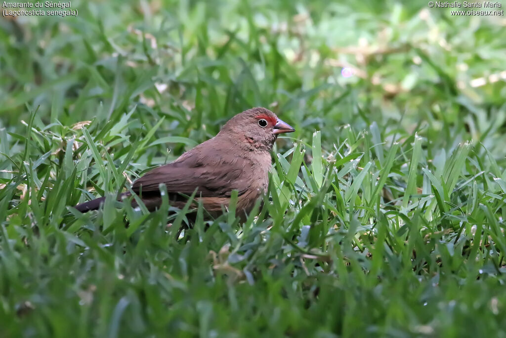 Red-billed Firefinch female adult, identification, habitat