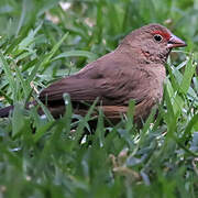 Red-billed Firefinch