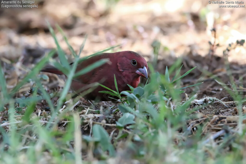 Amarante du Sénégal mâle adulte, identification, mange