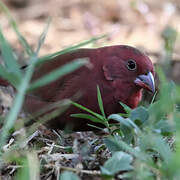 Red-billed Firefinch