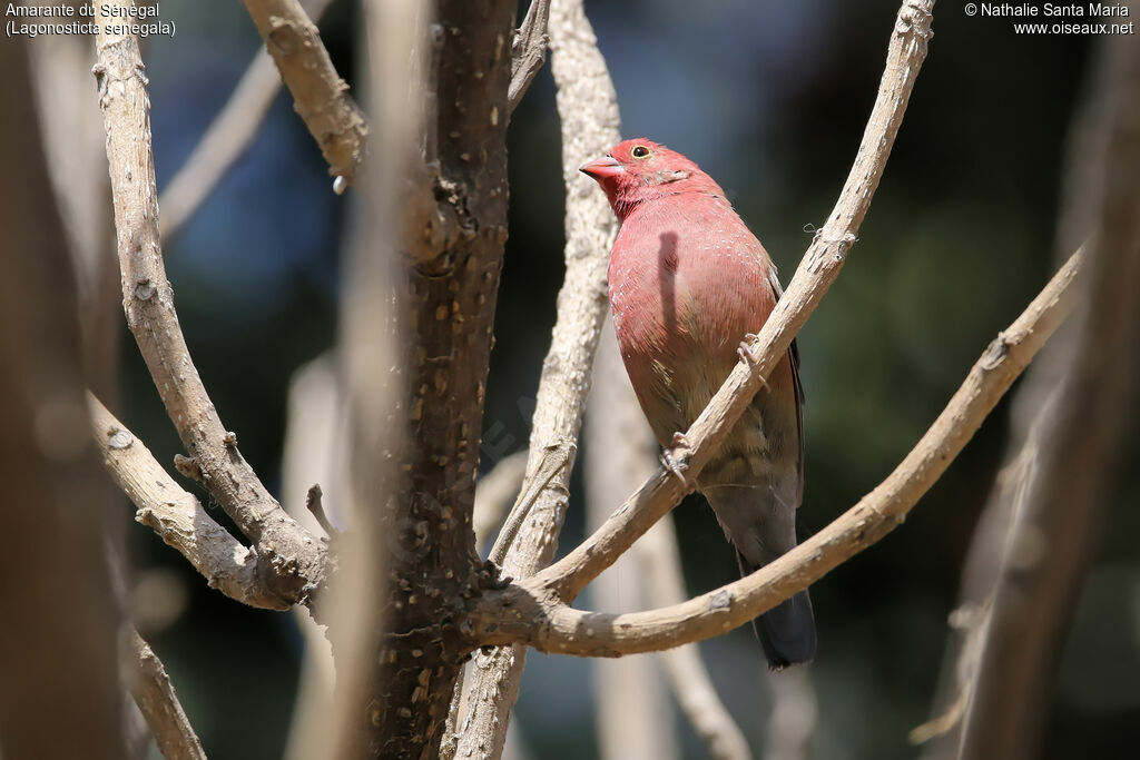 Red-billed Firefinch male adult, identification, habitat