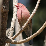 Red-billed Firefinch