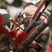 Red-billed Firefinch