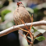 Red-billed Firefinch