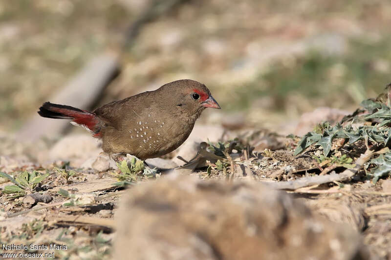 Red-billed Firefinch female adult, identification