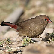 Red-billed Firefinch