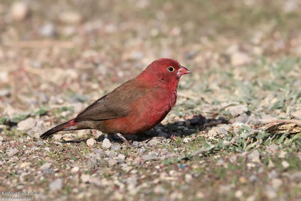 Red-billed Firefinch male adult breeding, identification