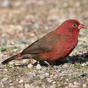 Red-billed Firefinch