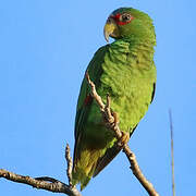 White-fronted Amazon