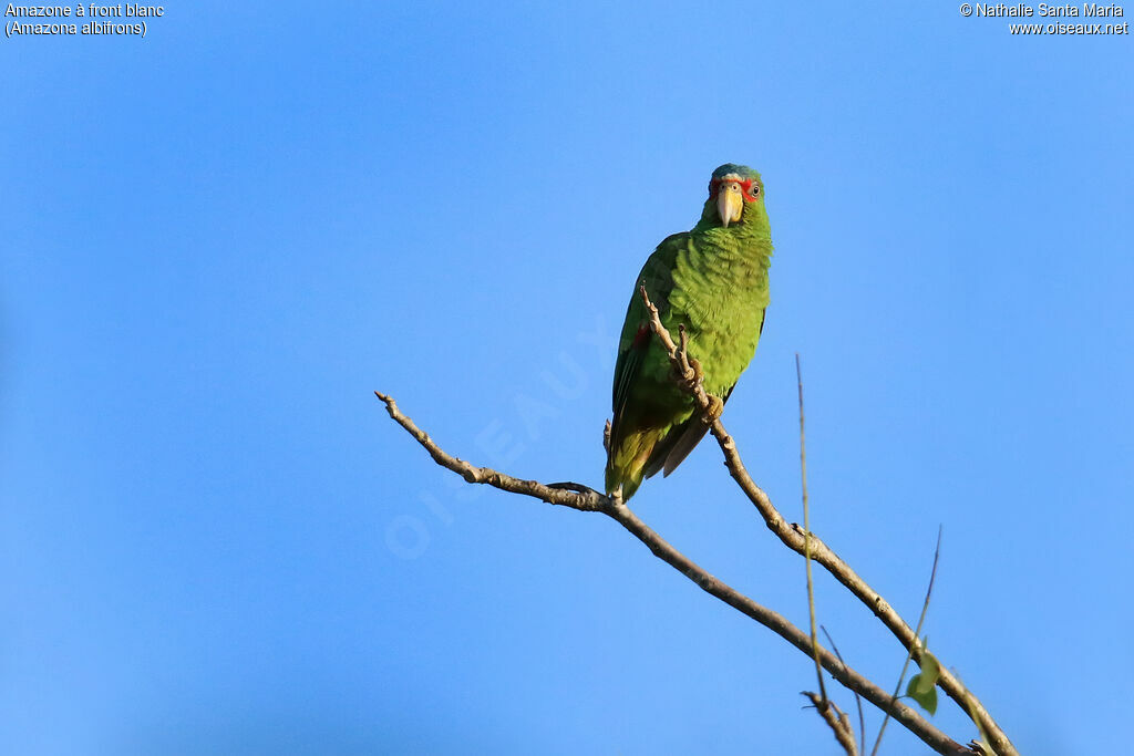 Amazone à front blancadulte, identification