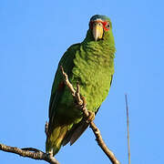 White-fronted Amazon