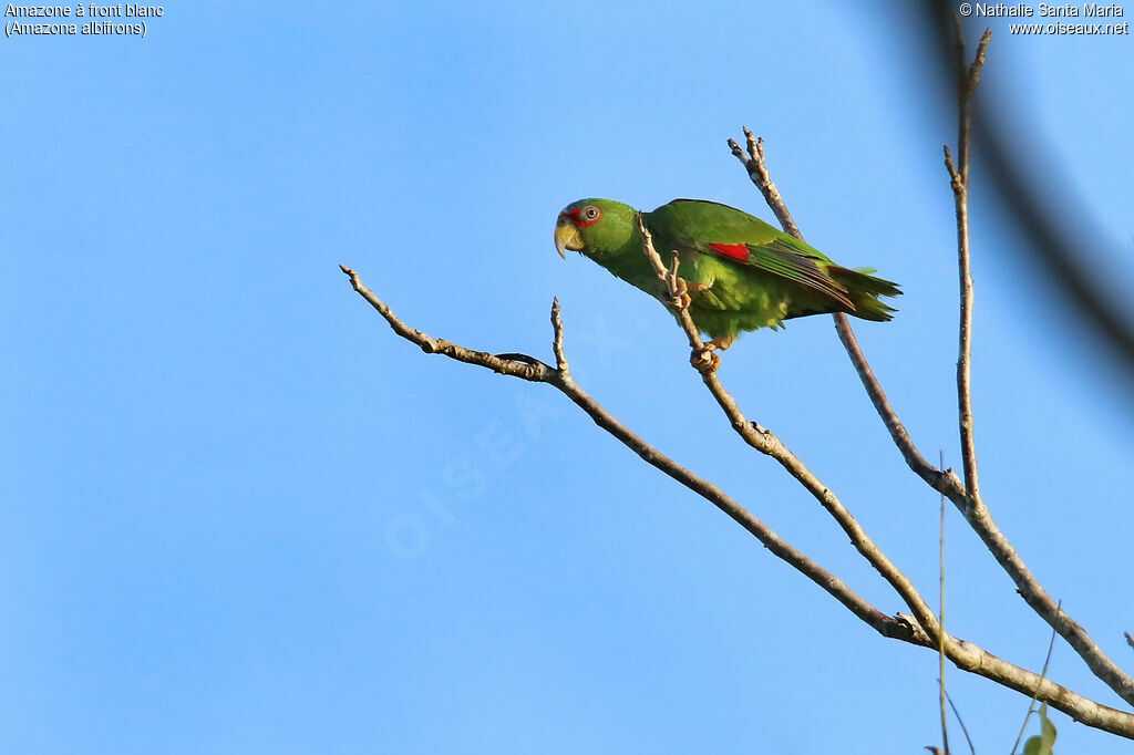 White-fronted Amazonadult, identification