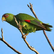 White-fronted Amazon