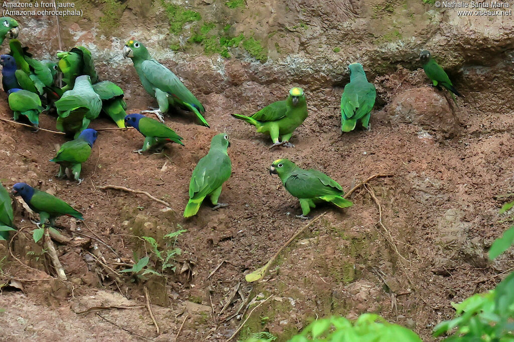 Amazone à front jaune