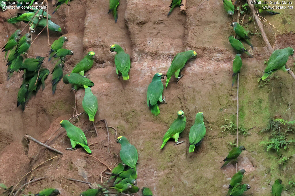 Amazone à front jaune