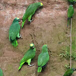 Amazone à front jaune