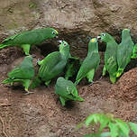 Amazone à front jaune