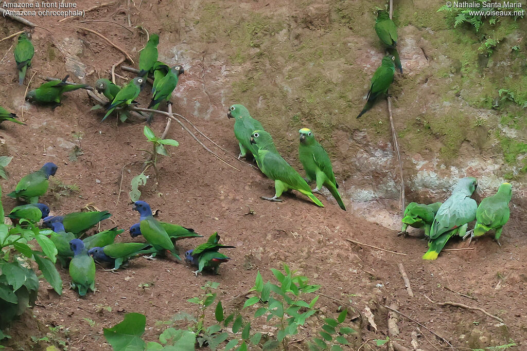 Amazone à front jaune
