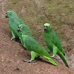 Amazone à front jaune