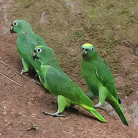 Amazone à front jaune