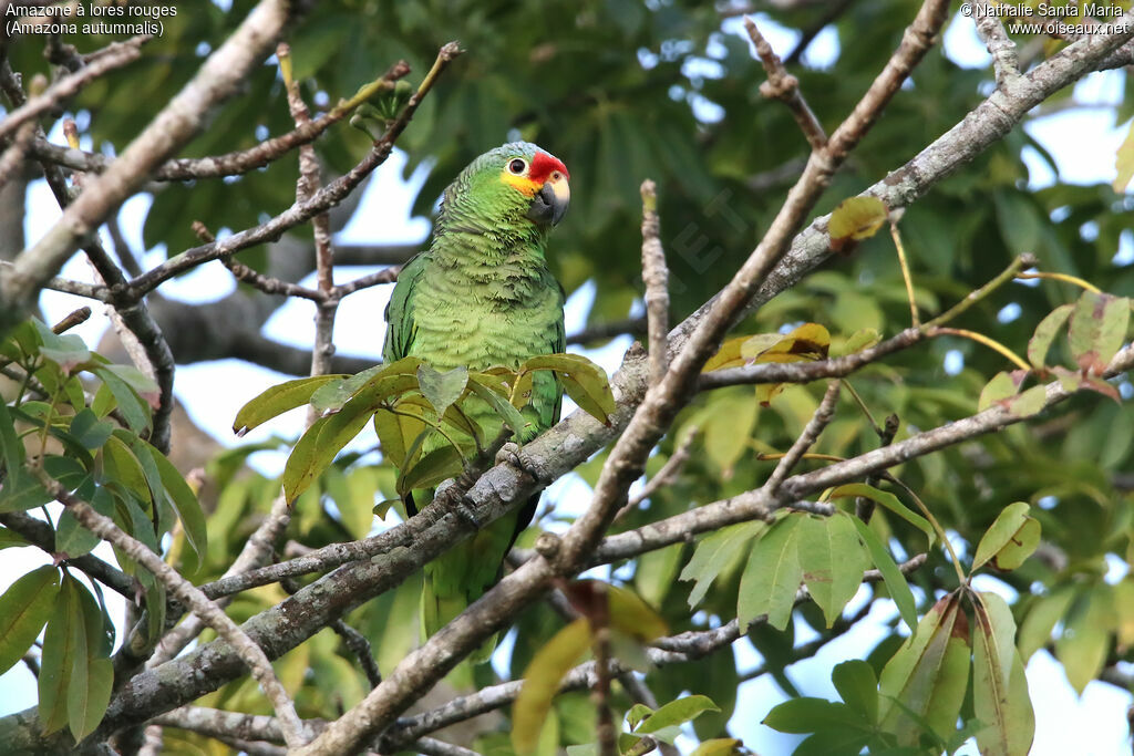 Red-lored Amazonadult, identification