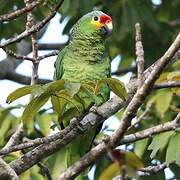 Amazone à lores rouges