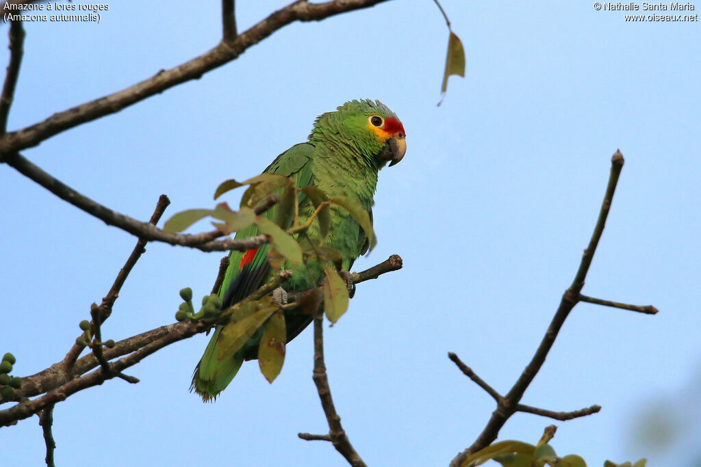 Amazone à lores rougesadulte, identification