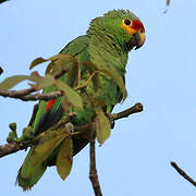 Red-lored Amazon