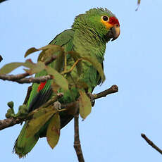 Amazone à lores rouges