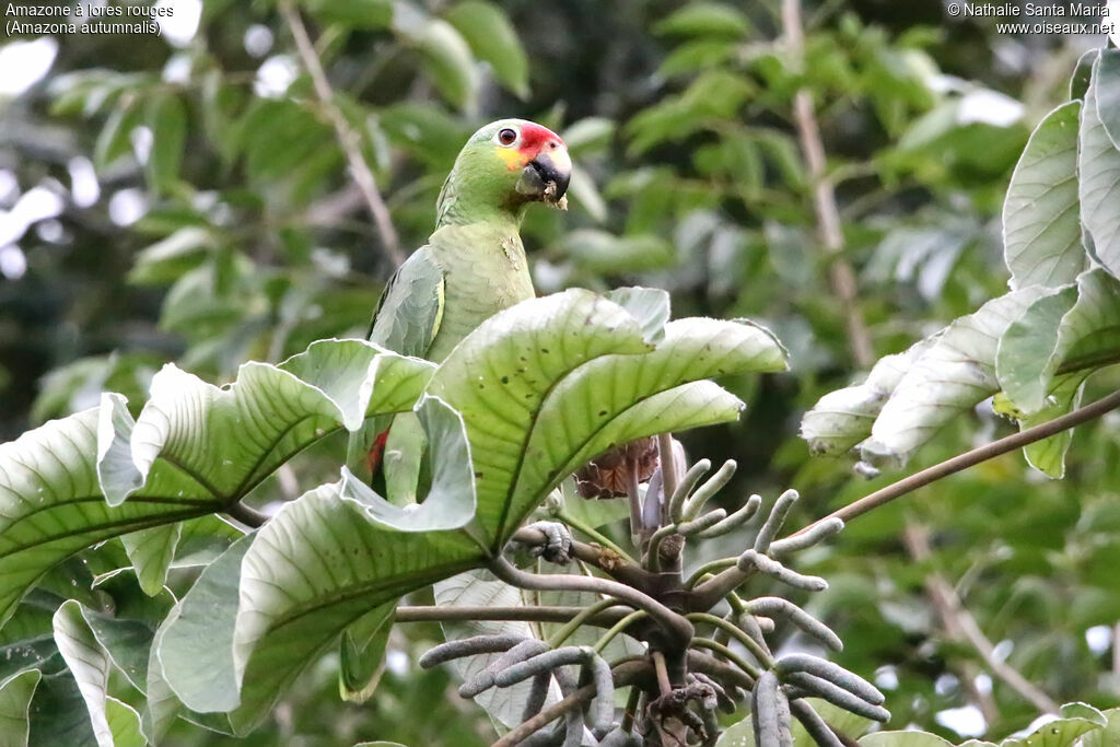 Red-lored Amazonadult, eats