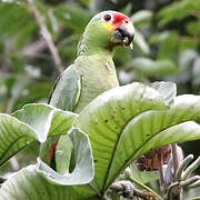 Red-lored Amazon