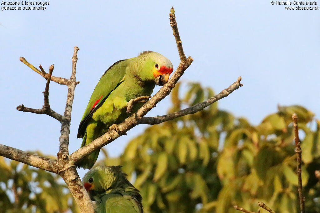Amazone à lores rougesadulte, identification, Comportement