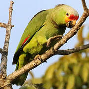 Red-lored Amazon