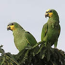 Amazone aourou